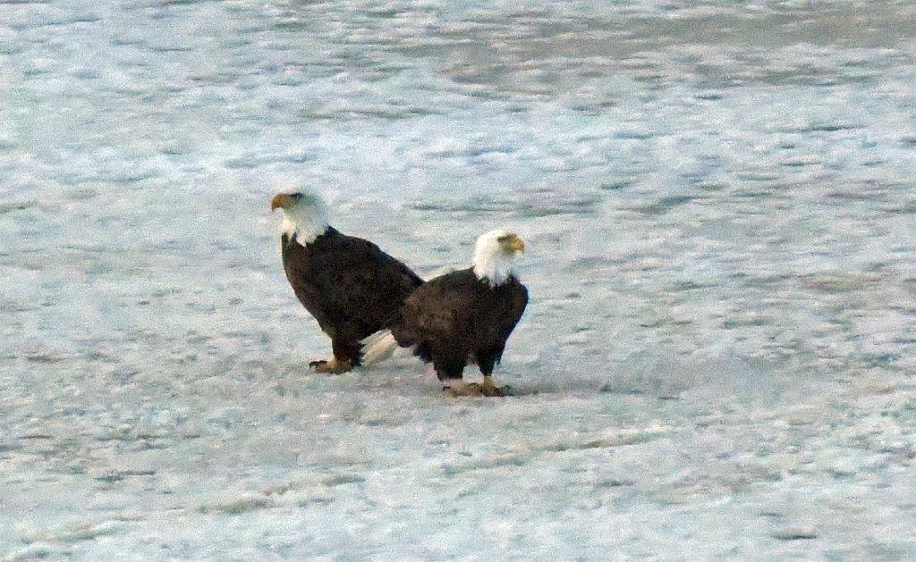 Pair of eagles
