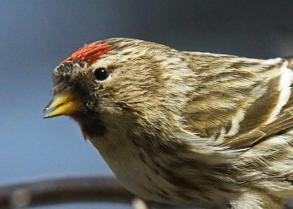 Redpoll