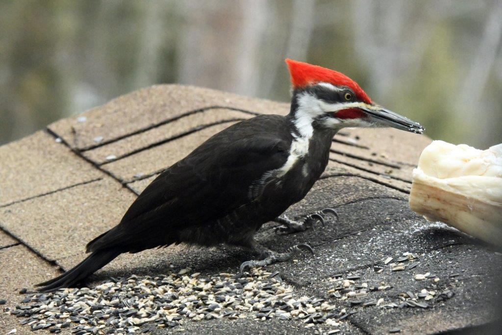 Pileated woodpecker male