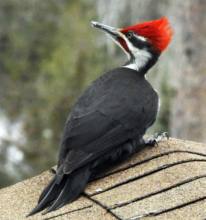 Pileated woodpecker male