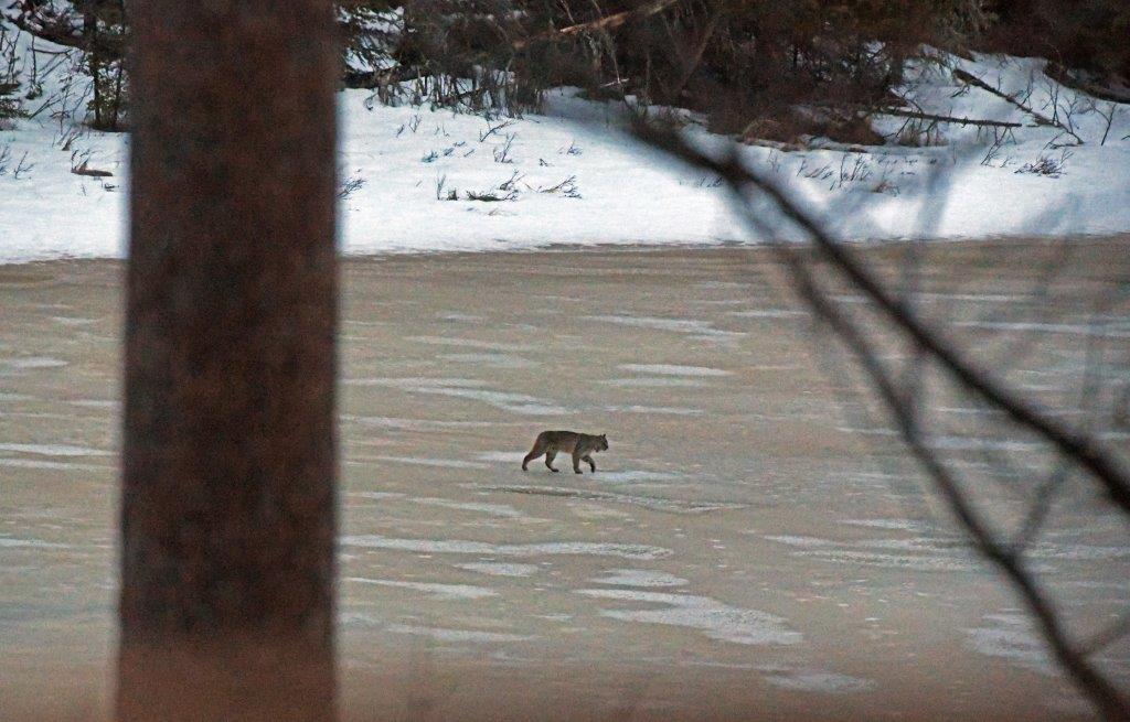 Bobcat crossing the frozen lake