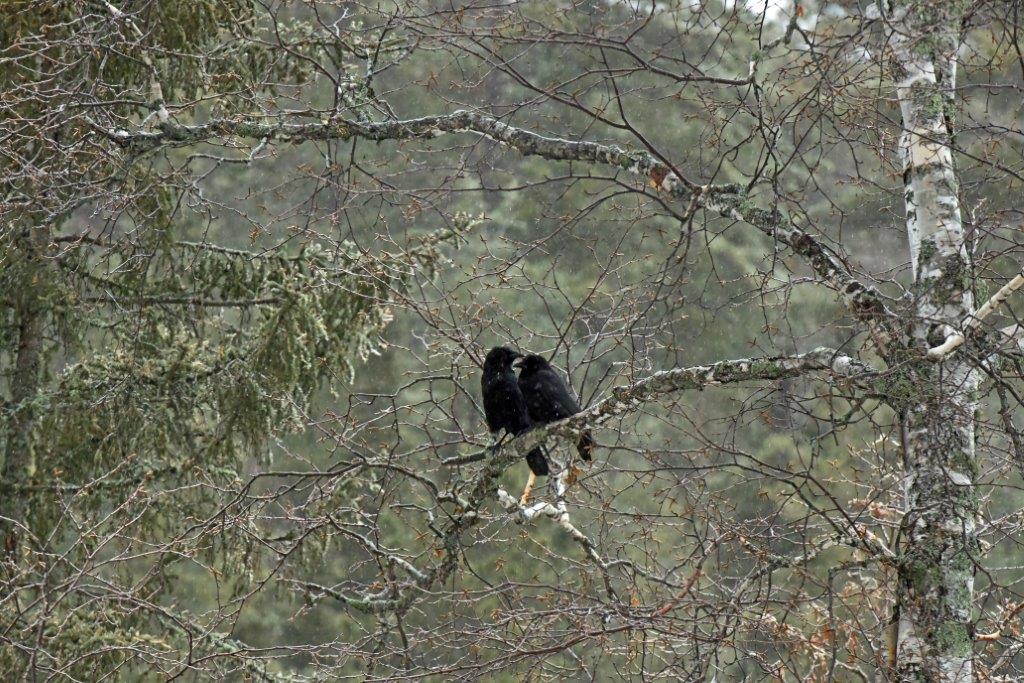 Crow pair
