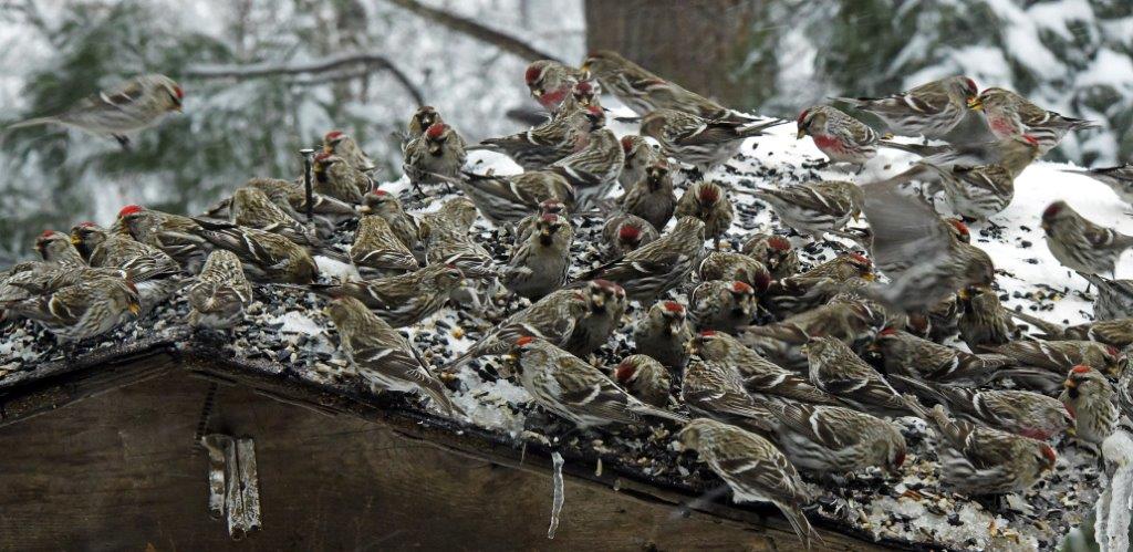 Redpolls