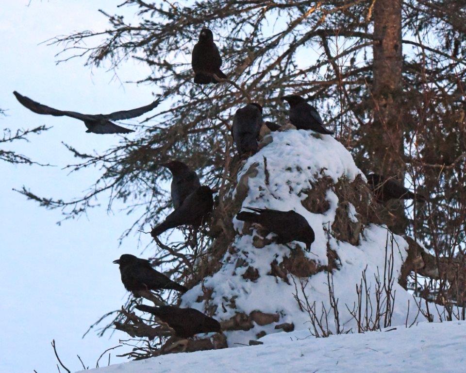 Crows on root mound