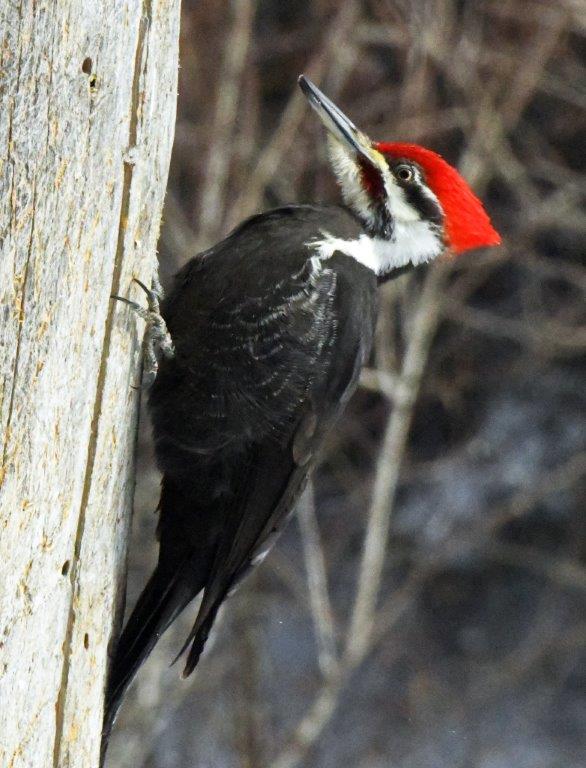 Pileated woodpecker