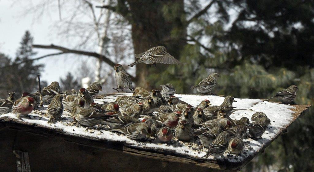 Redpolls 5 seconds earlier