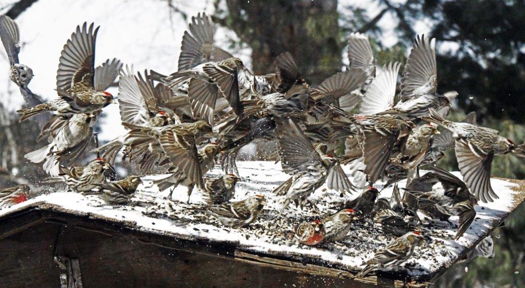 Redpolls in flight