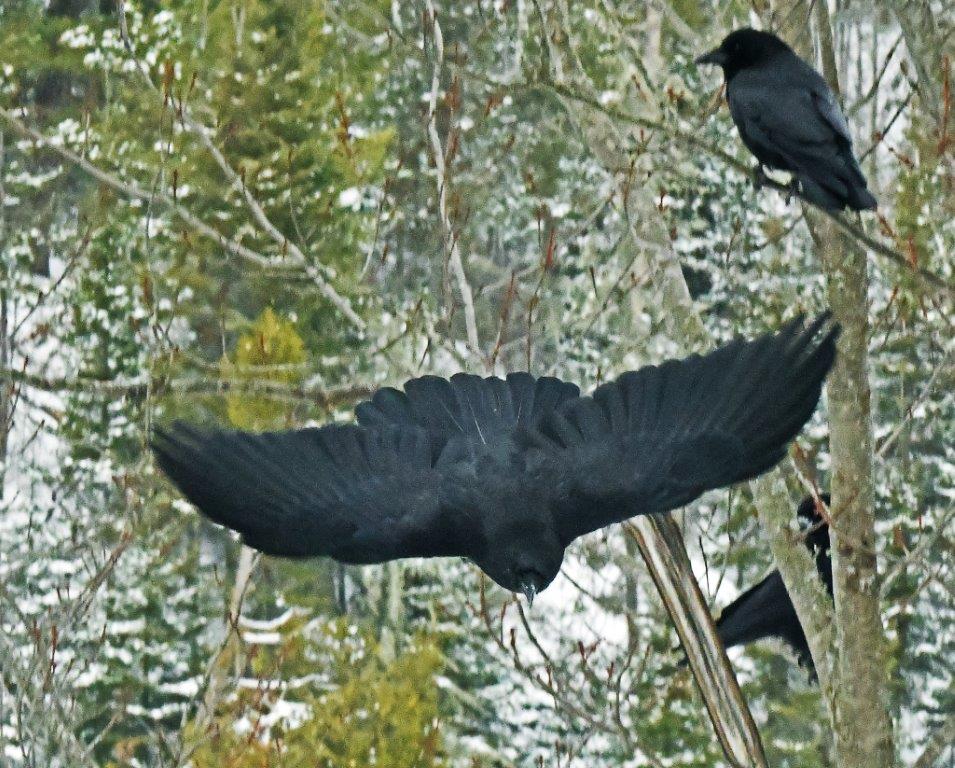 Crow