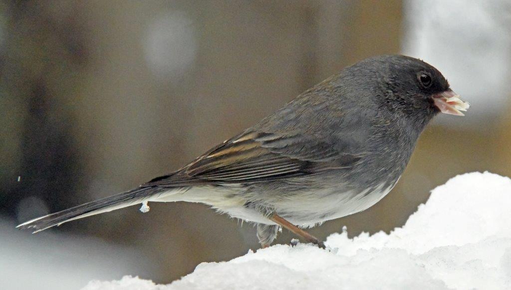 Dark eyed junco