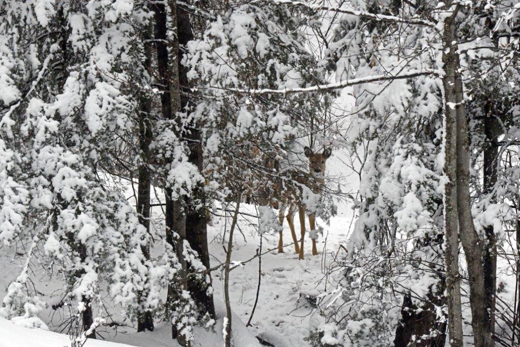 Deer and snow