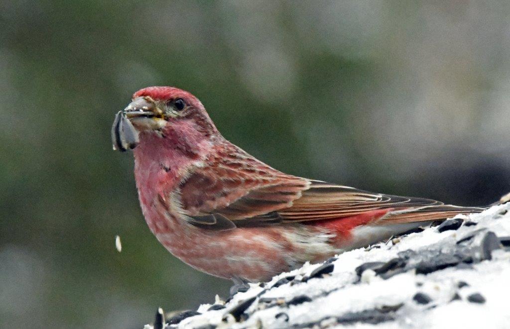 Purple finch