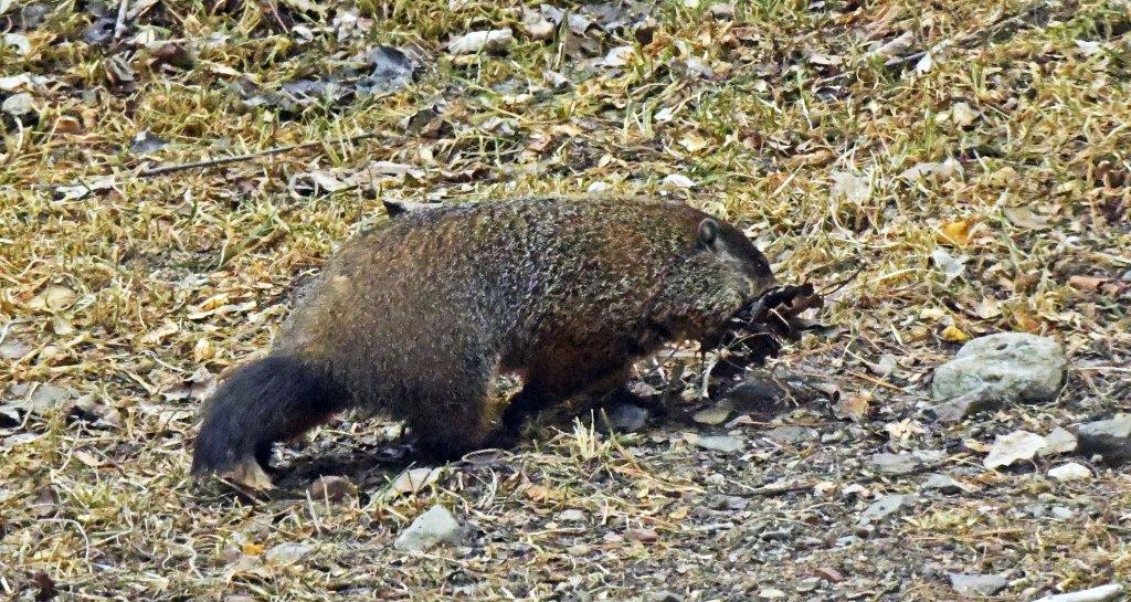 Woodchuck carrying bedding