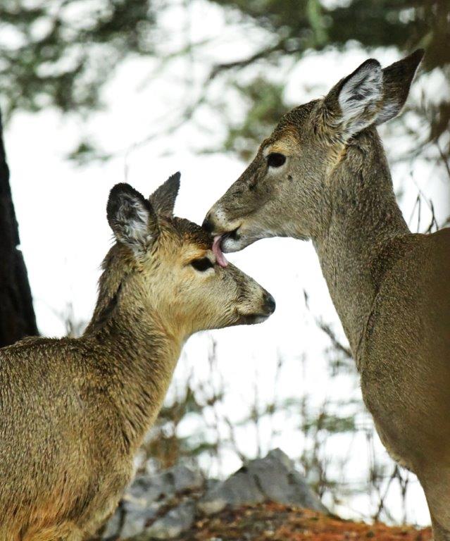 Doe and fawn