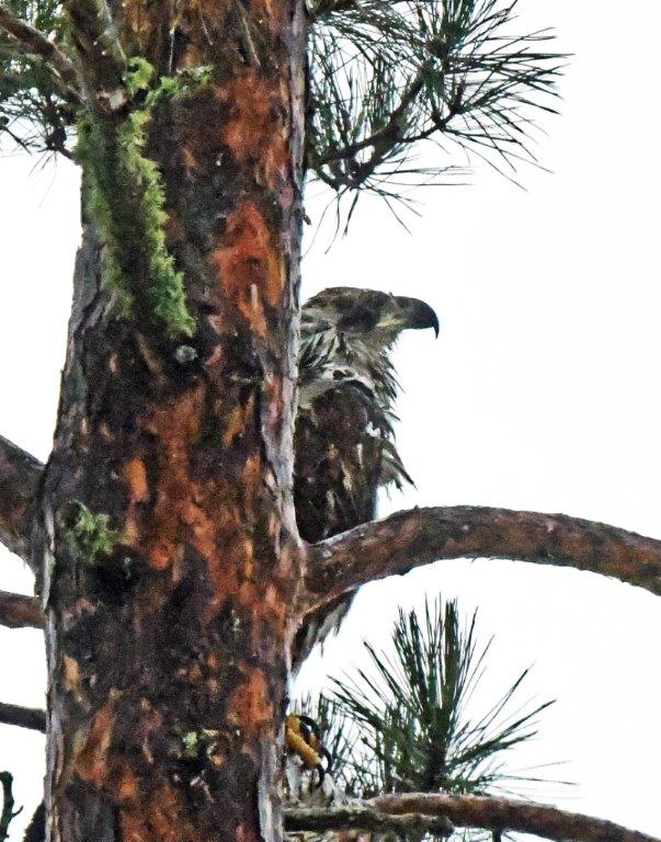 Eagle juvenile soggy