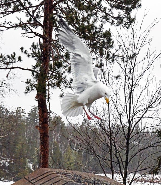 Gull