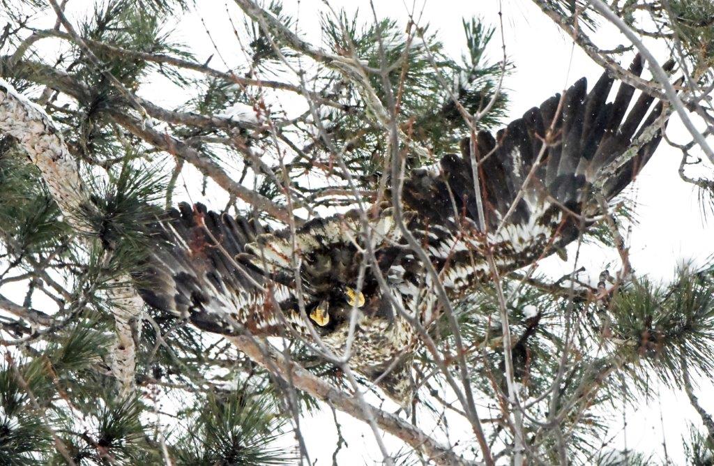 Eagle juvenile