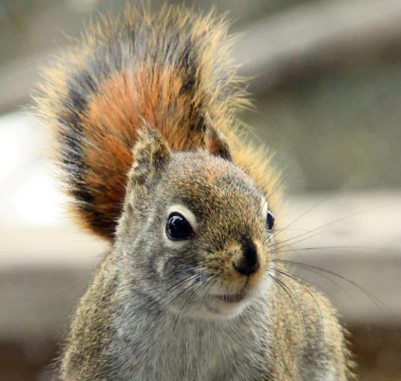Red squirrel