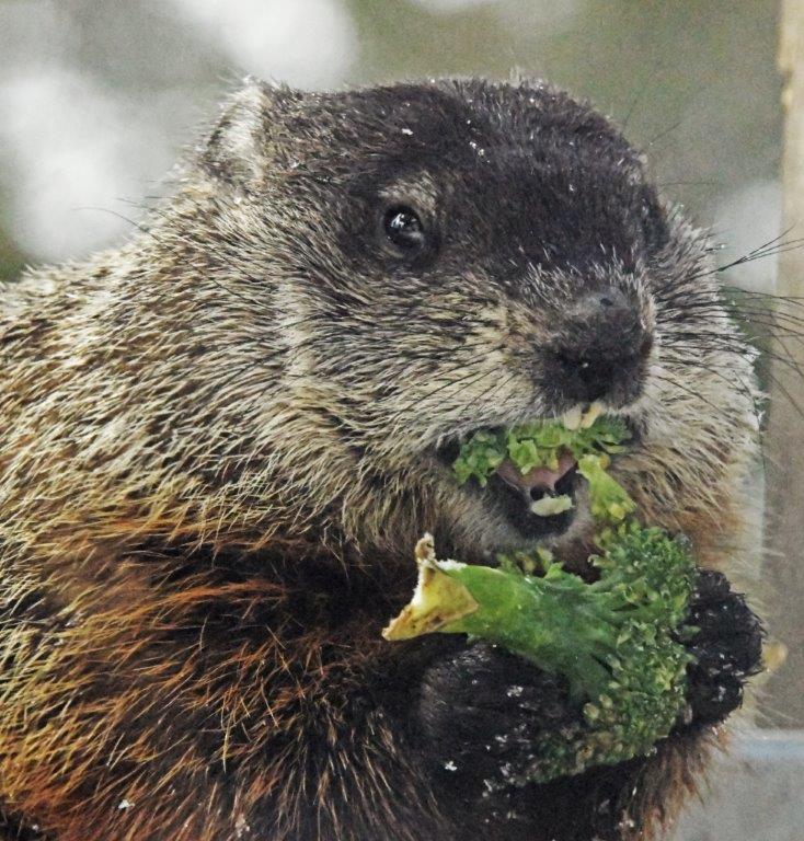 Woodchuck
