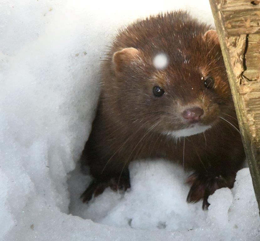 Mink Spot on 4-19-22