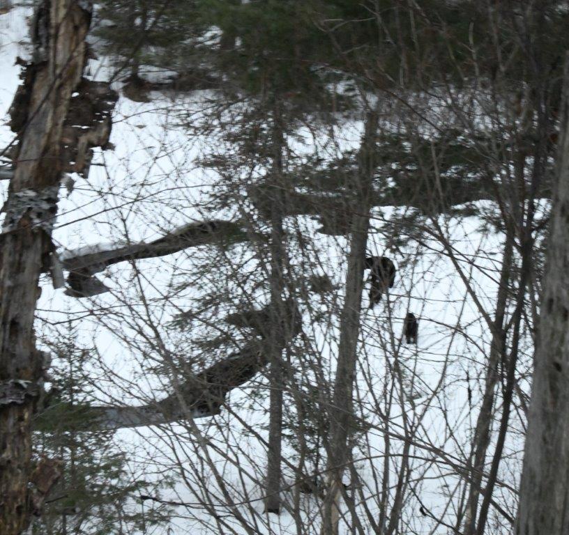 Chloe w yearlings on thin ice