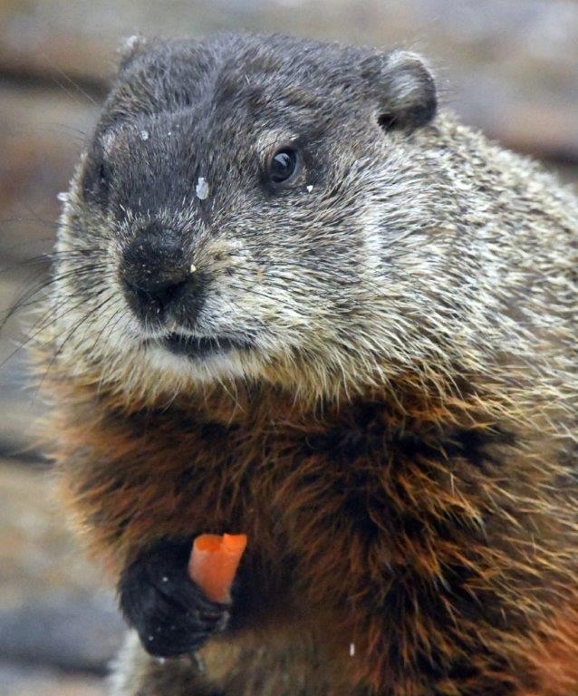 Woodchuck with carrot