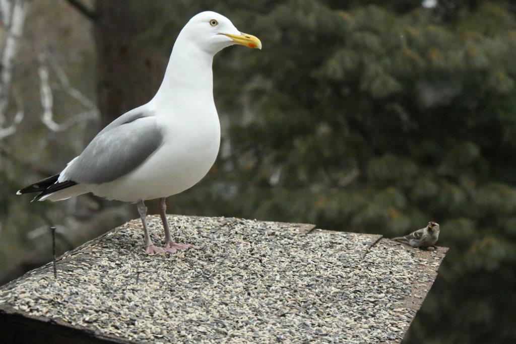 Gull w/redpoll