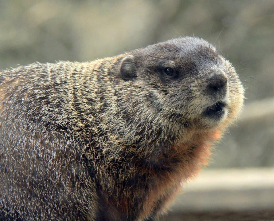 Woodchuck