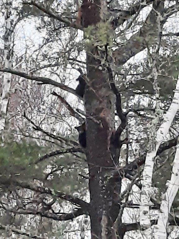 Carolyns two cubs