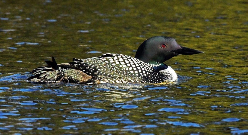 Loon