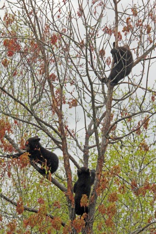 Katrina's three cubs in red maple