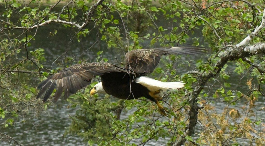 Bald Eagle