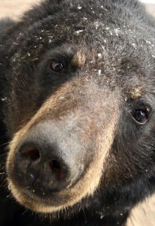 Bear w/ willow seeds on fur