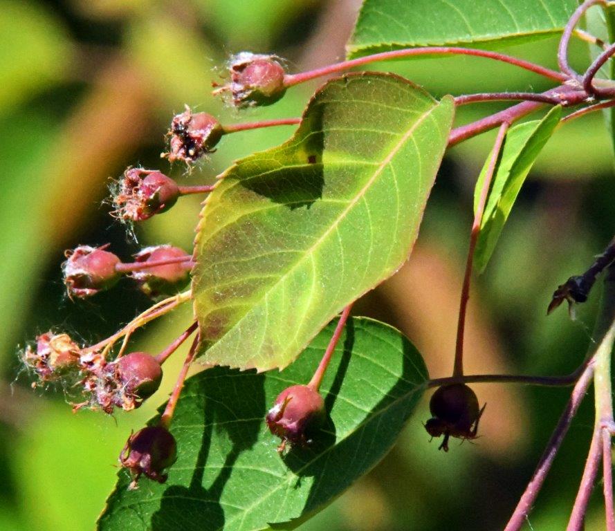 Juneberries developing