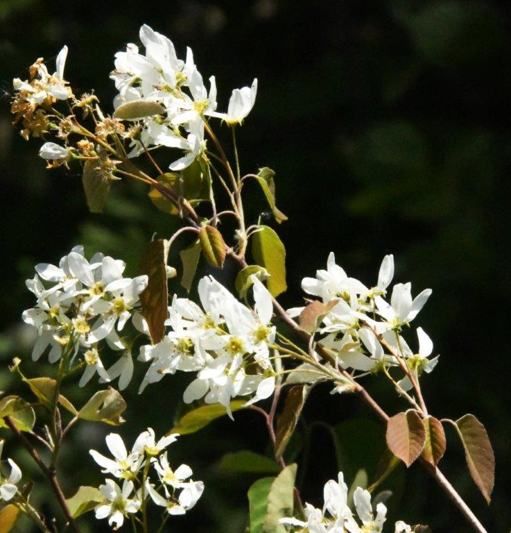 Juneberry blossoms