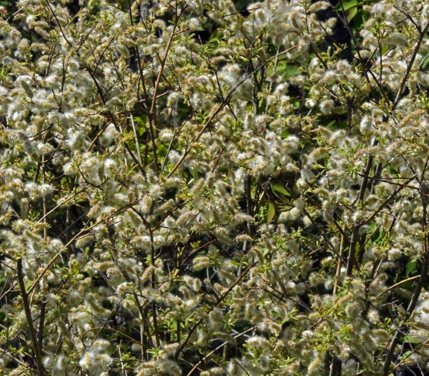 Willow catkins