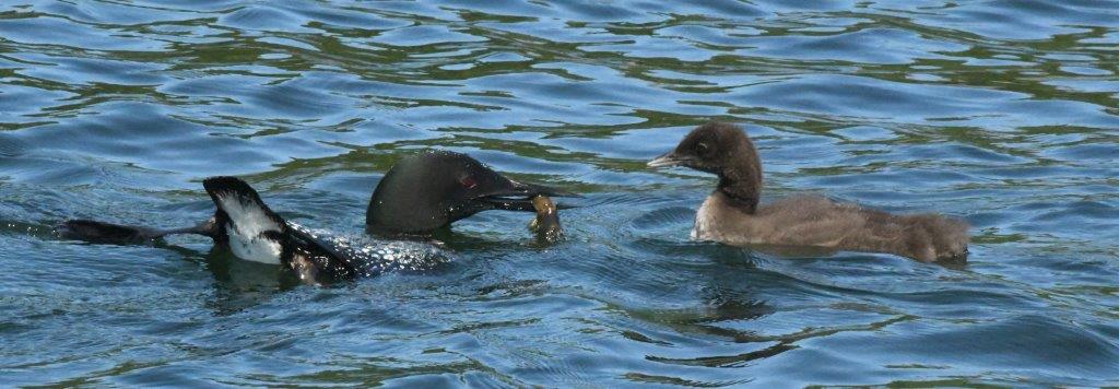 Loon w/crayfish for chick