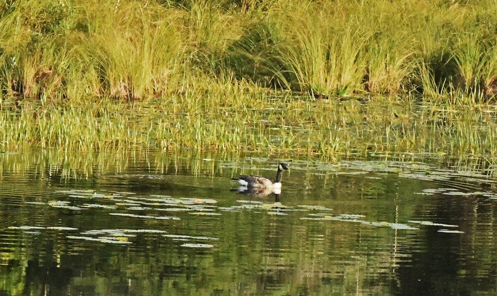 Geese on Woods Lake