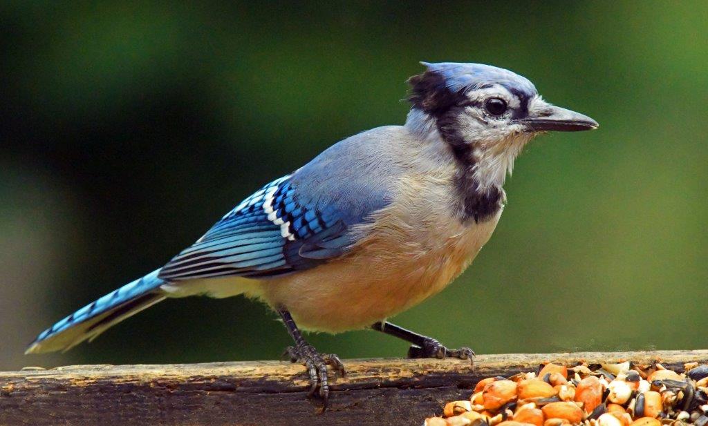 Blue jay