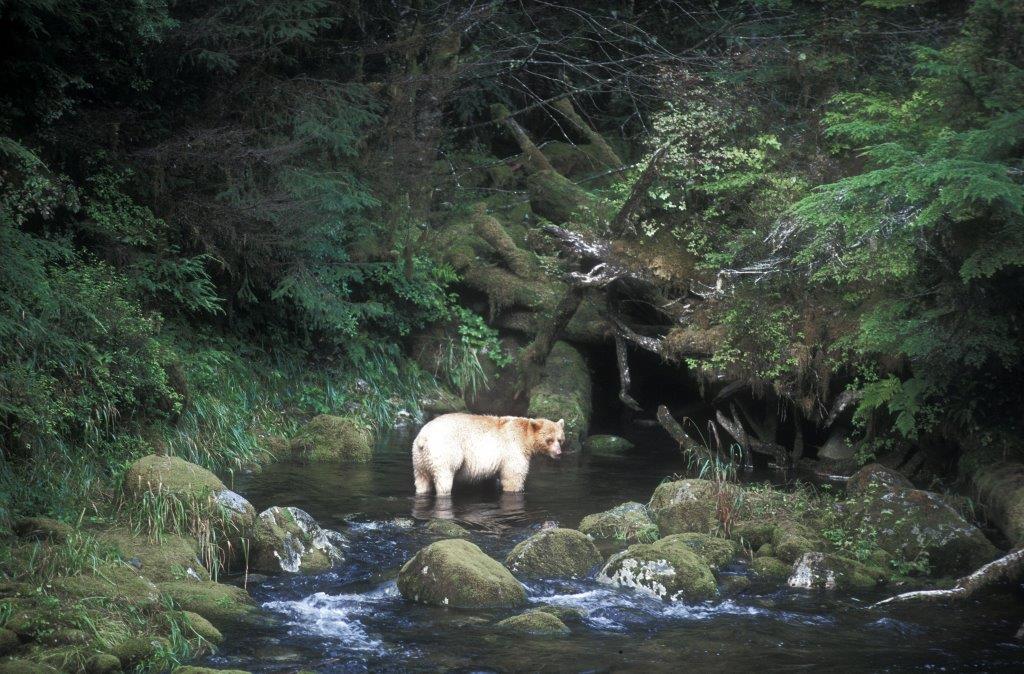 Kermode bear in pool rainforest - file photo