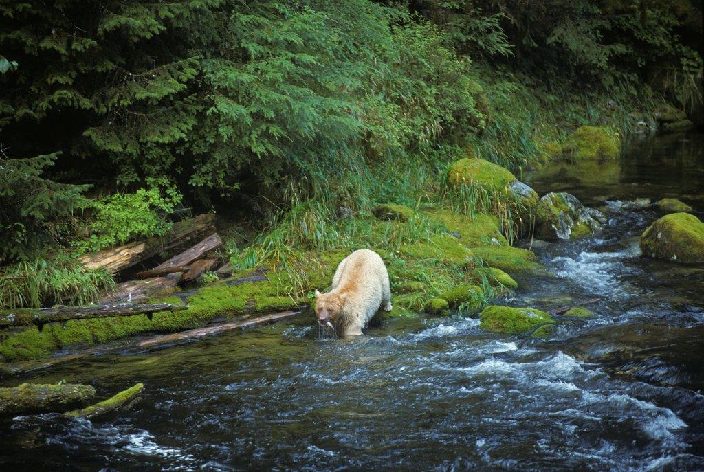 Kermode catching salmon