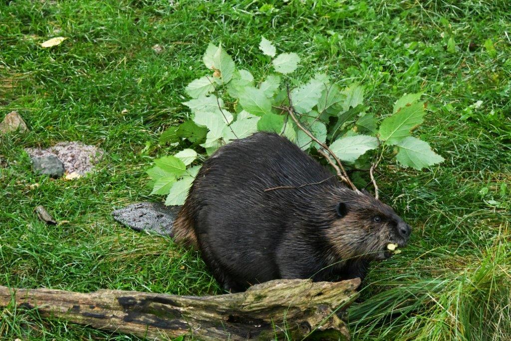 Beaver w/hazel branch