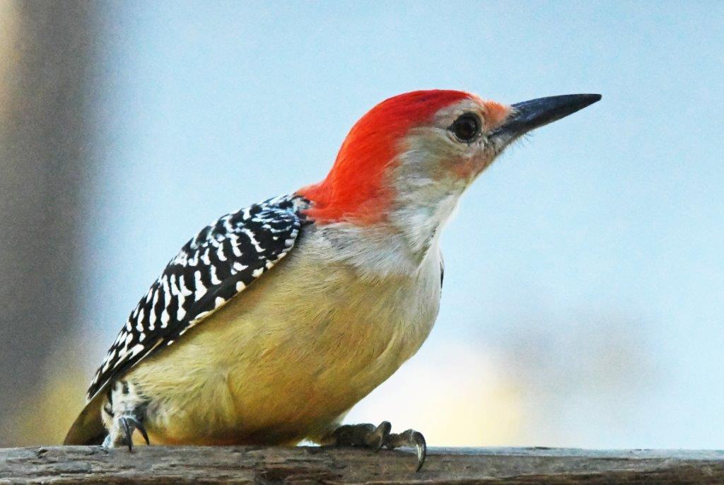 Red-bellied woodpecker male