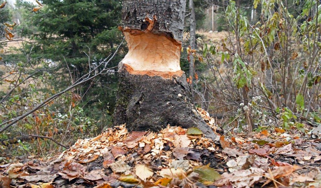 Birch chewed by beavers