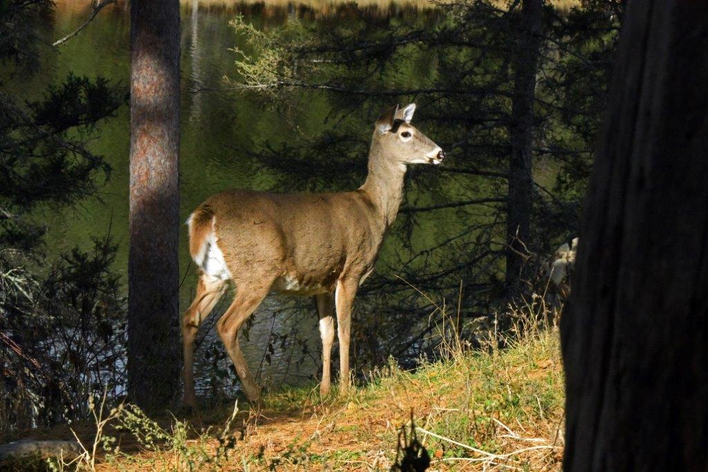 Deer
