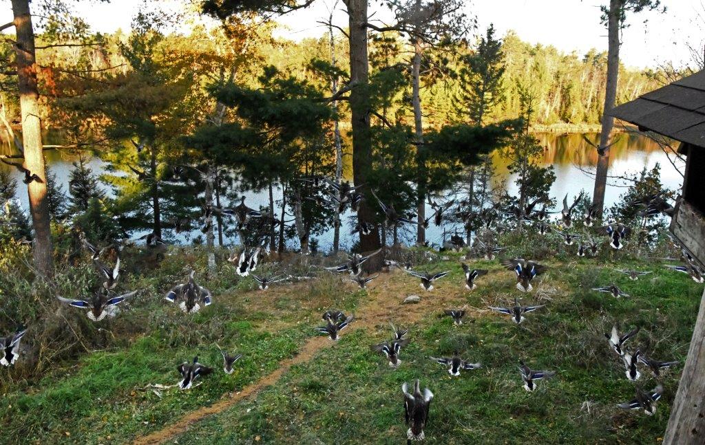 Ducks