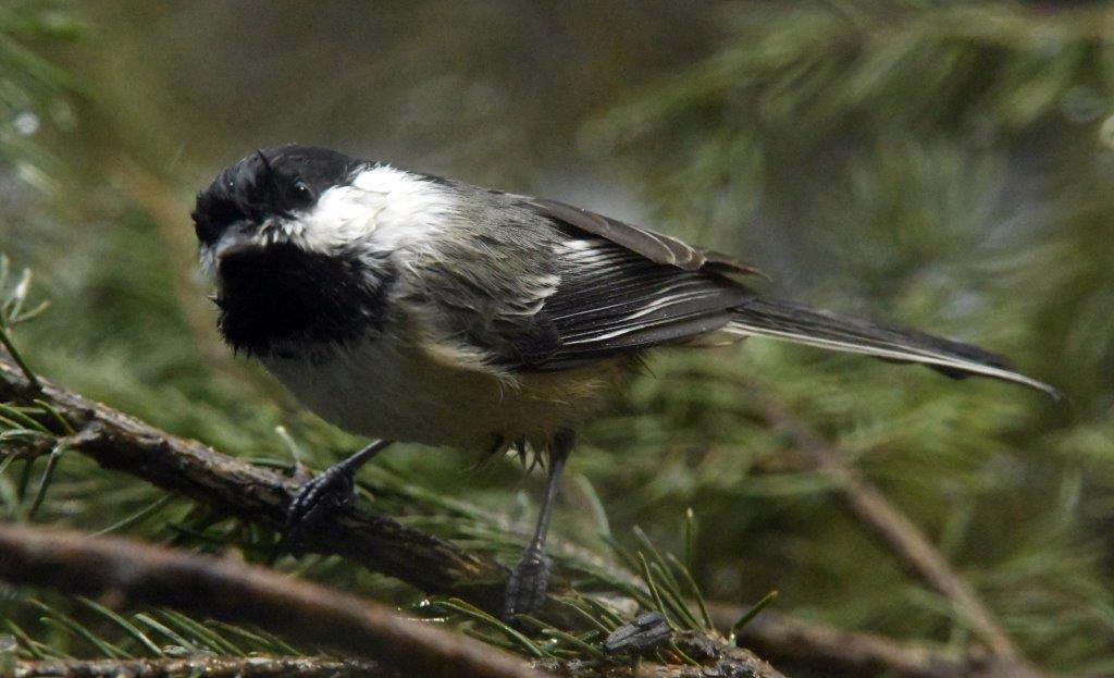 Wet Chickadee