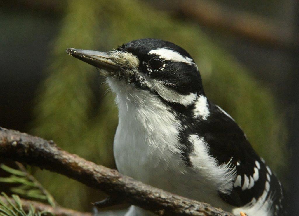 Hairy woodpecker female