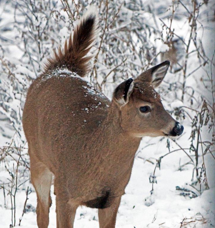 Deer looking at fox