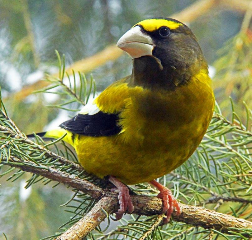 Evening Grosbeak