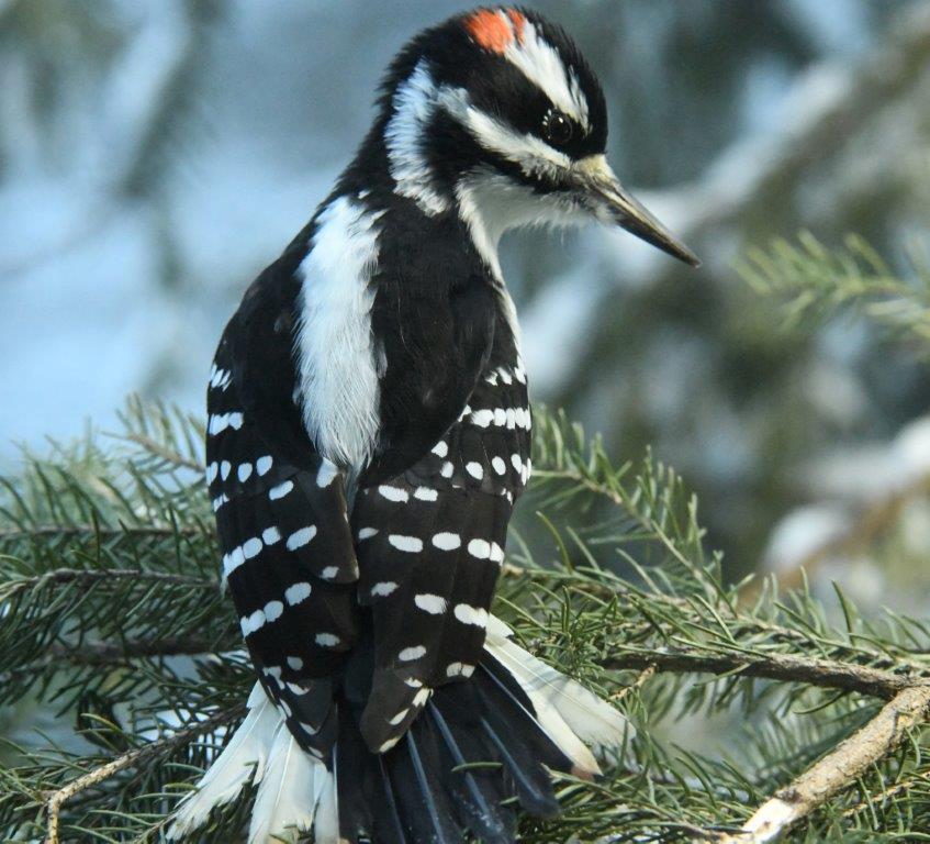 Hairy woodpecker male
